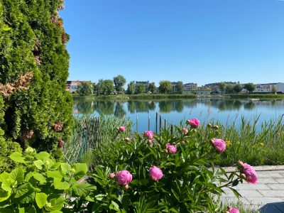 Blick Pfingsrosen