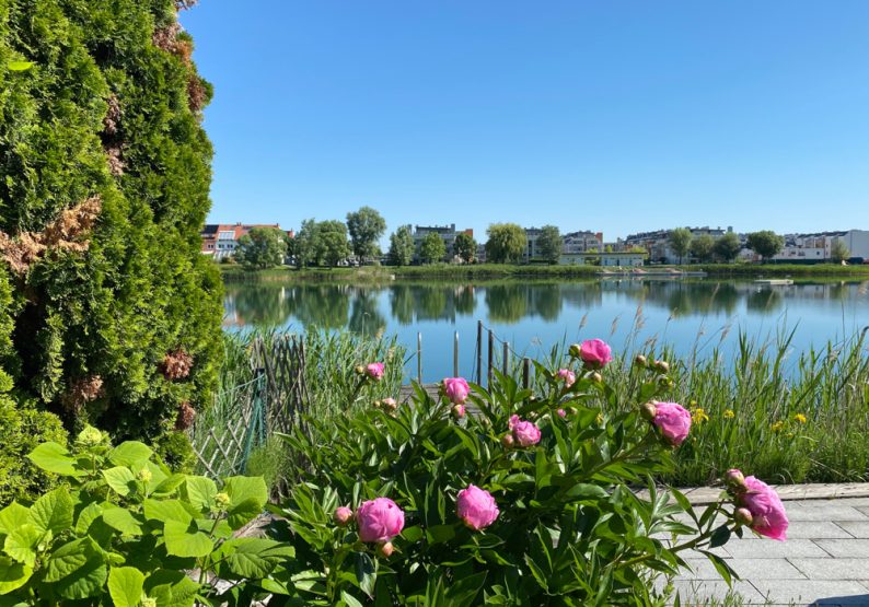 Blick Pfingsrosen